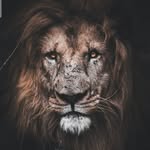 braveplayer1234 profile picture