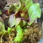 bre_thebotanist profile picture