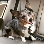 brewerthecorgi profile picture