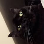bri.benali profile picture