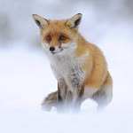 brianscott_photography profile picture