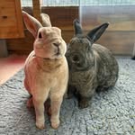 bridget_and_quince_bunventures profile picture
