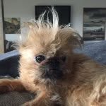 bridgettethebrusselsgriffon profile picture