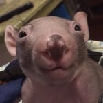 brindabella_the_wombat profile picture