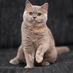britishshorthair_peterandlouis profile picture