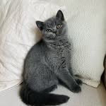 britishshorthair_sture profile picture