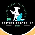 brixiesrescue profile picture