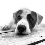 brixton_da_bully profile picture