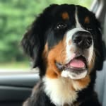 brody_the_bernerbear profile picture