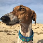 brokenbrodie profile picture