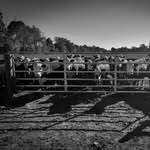 brokenrockfarms profile picture