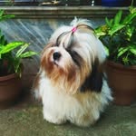 brooklins_kennels profile picture