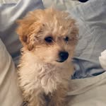 brooklynpup_ profile picture
