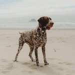brooks_gsp profile picture