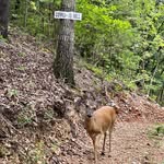 brownhikingtrails profile picture