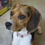 browniethebeaglepup profile picture