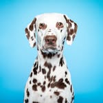 brownspottedru profile picture