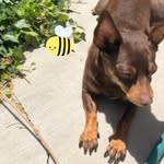 bruceandthebee profile picture
