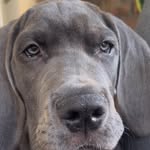 brucethecaboose_ profile picture