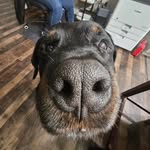 brucewaynejustadog profile picture
