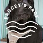 bruceyspack profile picture