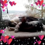 bruckner219 profile picture