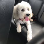 brunoadoptado profile picture