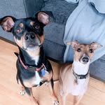 brunoandboxer profile picture