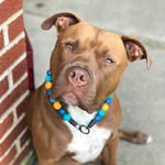 brunobaby_14 profile picture