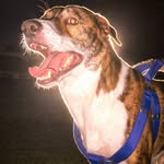 brunochoco_ profile picture