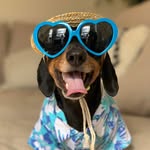 brunotheminidachshund profile picture