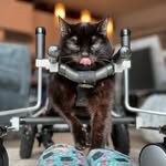 brutiss__the_ch_cat profile picture