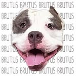 brutusthabully profile picture