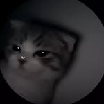 bsmltsylyn profile picture