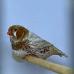 bu_jassim_bh profile picture