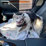 bubbadoodle_and_stellabug profile picture