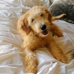bubba_thegump profile picture