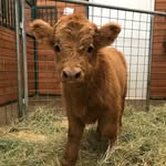buckleythehighlandcow profile picture