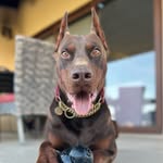 buda.licious profile picture