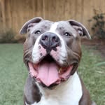 buddyblueboy profile picture