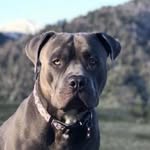buddybrasco profile picture