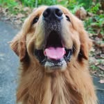 buddy_thetraveller profile picture