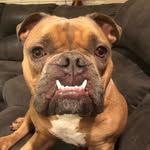 buellerthebulldog profile picture