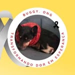 buggy.ong profile picture