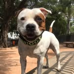 buggy_staffbull profile picture