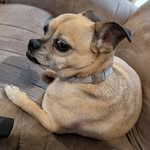bugsy.thechug profile picture