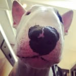 bull.oscar profile picture