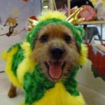 bullandduk profile picture