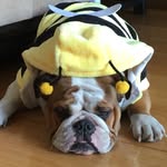 bulldogbailey profile picture