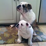 bulldog_dad profile picture